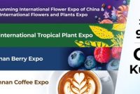Ekspor Bunga Yunnan Terus Tumbuh Pesat Menjelang IFEX Kunming 2026